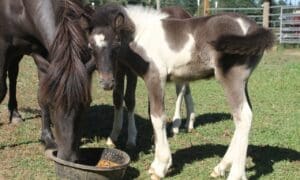 Best Places to Find Broodmares for Loan